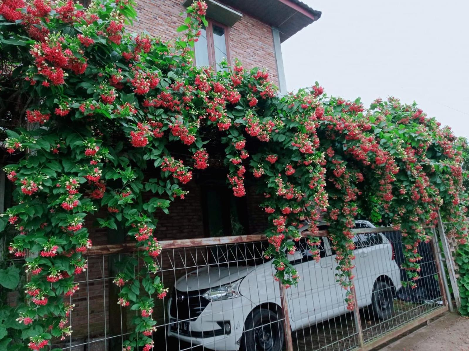 Bua Guest House Medan Exteriör bild